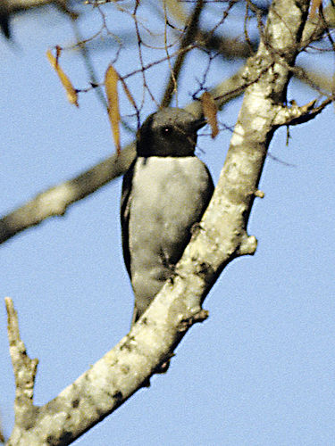 Madagascan cuckooshrike